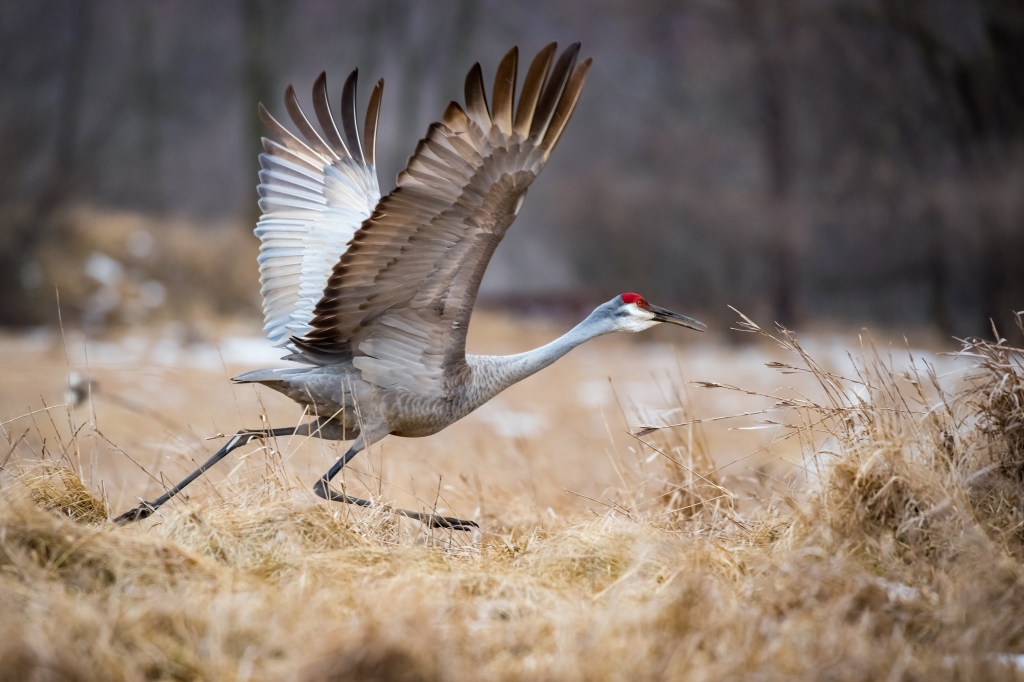 "Crane Takeoff Roll." Photo © Jeff Goldberg.
