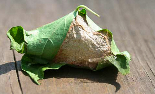 A leaf-wrapped Luna moth cocoon. Photo © Donald W. Hall, Entomology and Nematology Department, University of Florida.