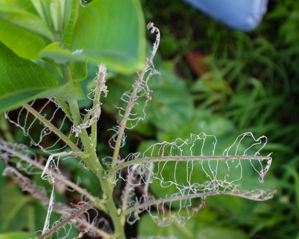 Milkweed tussock moth larva can skeletonize milkweed leaves. Photo © Allison Frederick.