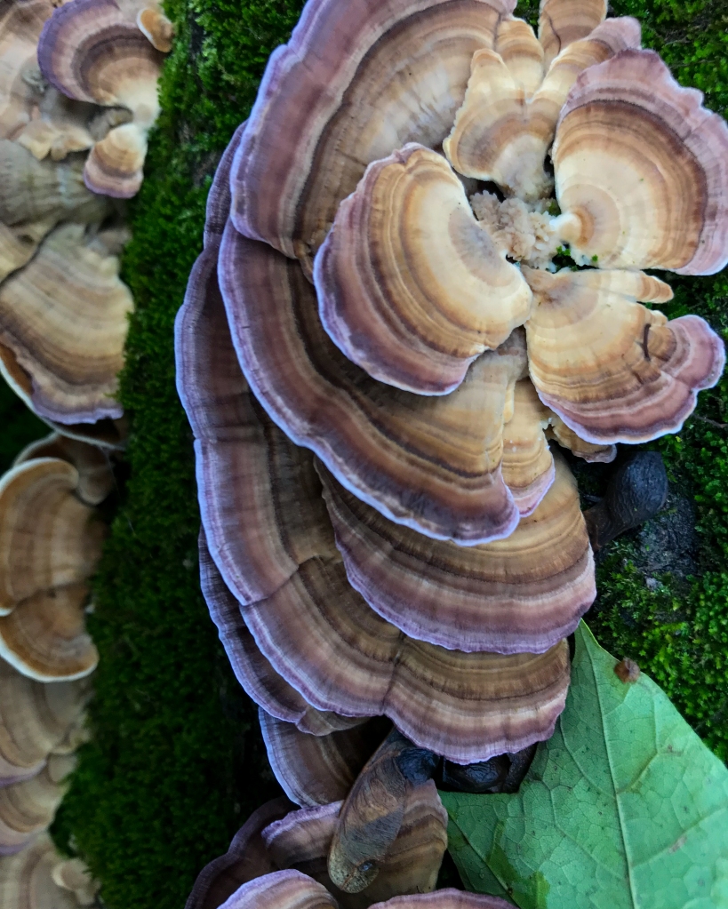 The turkey-tail (Trametes versicolor) is a small polypore usually found growing on dead deciduous wood from May through December. Photo © Ken Klick.