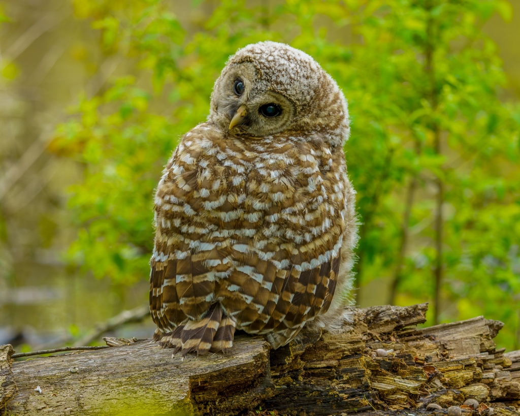 An over-the-shoulder (or over-the-wing?) glance from a barred owl fledgling. Photo © Tim Elliott.