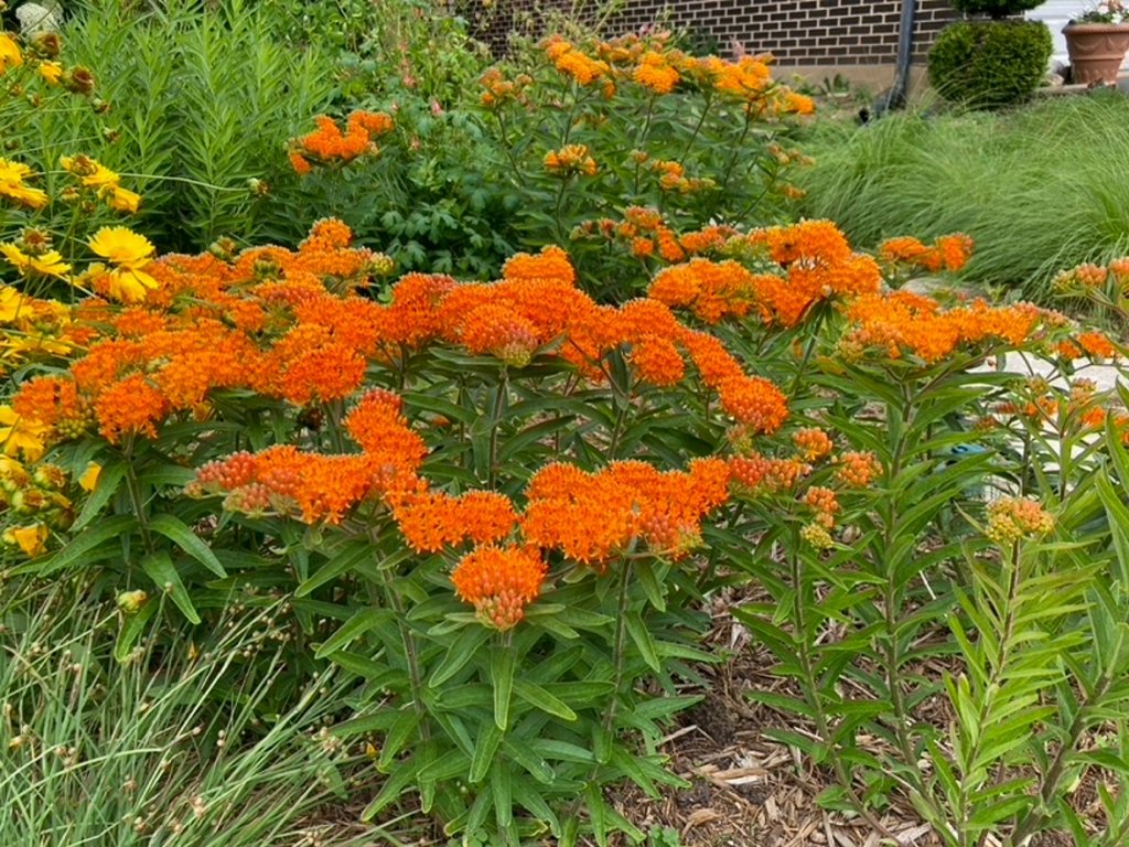 A swath of butterfly weed (Asclepias tuberosa) in the author's garden. Photo © Eileen Davis.
