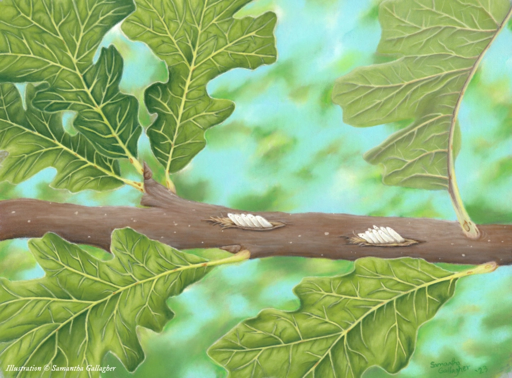 The cicada life cycle begins when a female cicada lays eggs inside small cuts near the tips of tree branches. Look for rice-shaped eggs. Illustration ©️ Samantha Gallagher.