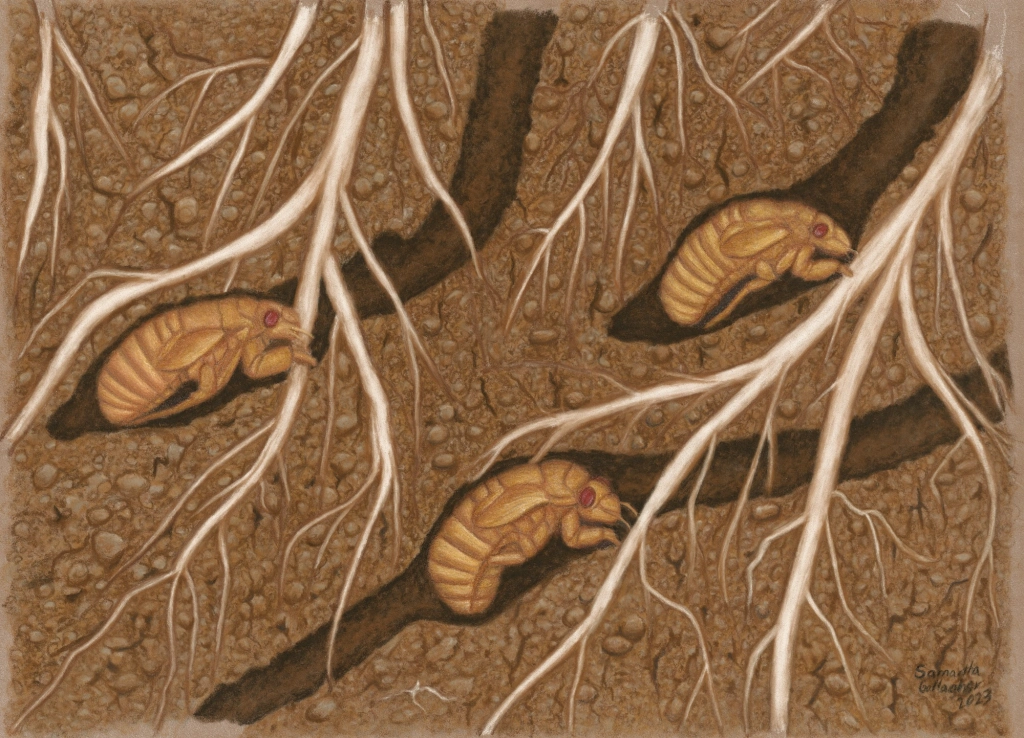 Nymphs sip sap from tree roots for 17 years before emerging. If a root runs dry, a nymph will leave it and dig to find a fresh root. Illustration © Samantha Gallagher.
