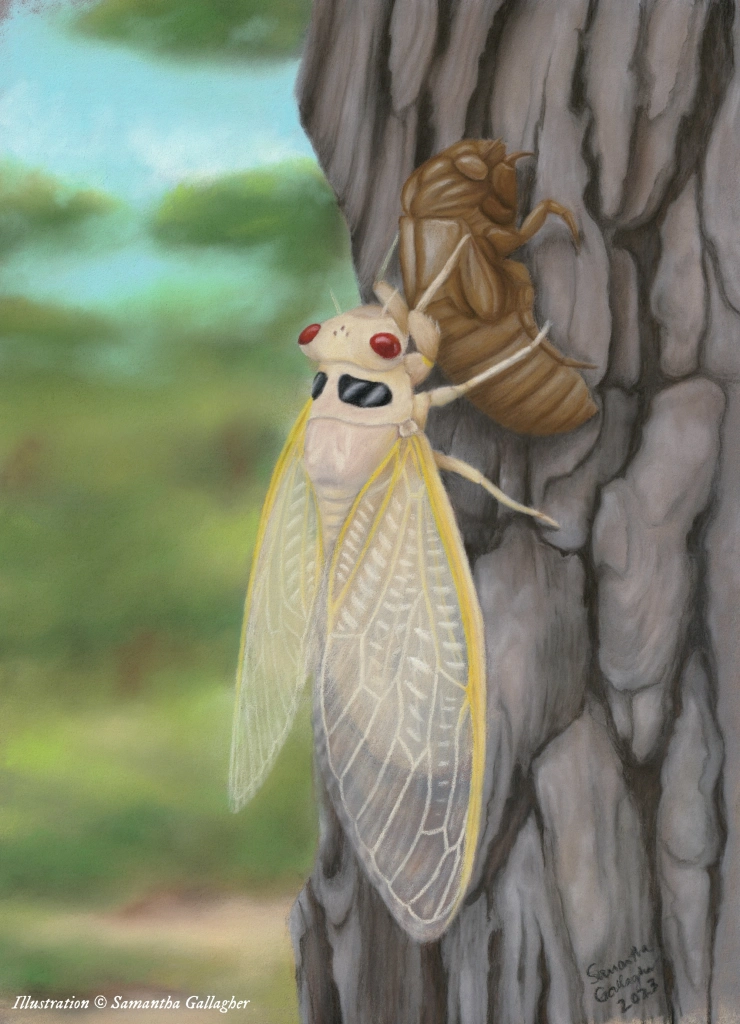 After emerging from the ground, the nymphs climb up a tree and shed their exoskeleton in a final molt. Their bodies are soft for a few hours, leaving them vulnerable to predators. Illustration © Samantha Gallagher.