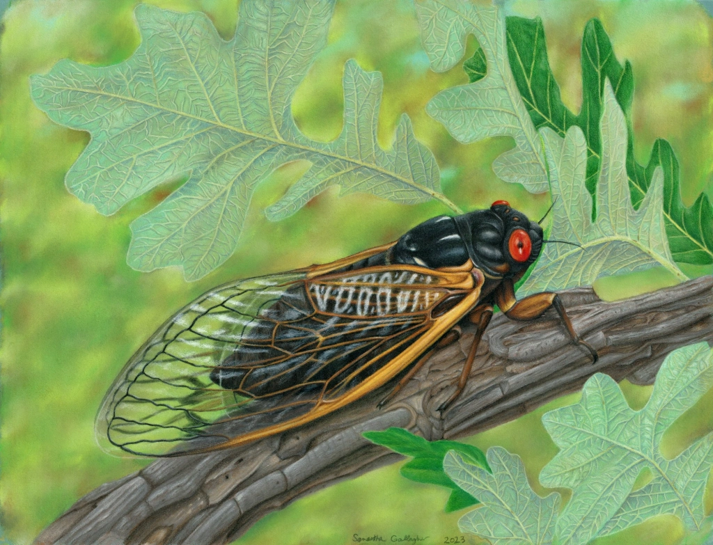 A fully developed adult rests on a bur oak (Quercus macrocarpa) branch. It will crawl, fly, mate and lay eggs for about a month until it dies, falls to the ground and decomposes over time. Illustration ©️ Samantha Gallagher.