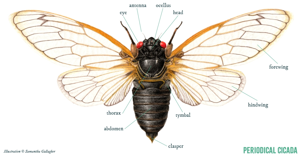 A top-down of a periodical cicada with wings spread and anatomy labeled. Illustration ©️ Samantha Gallagher.
