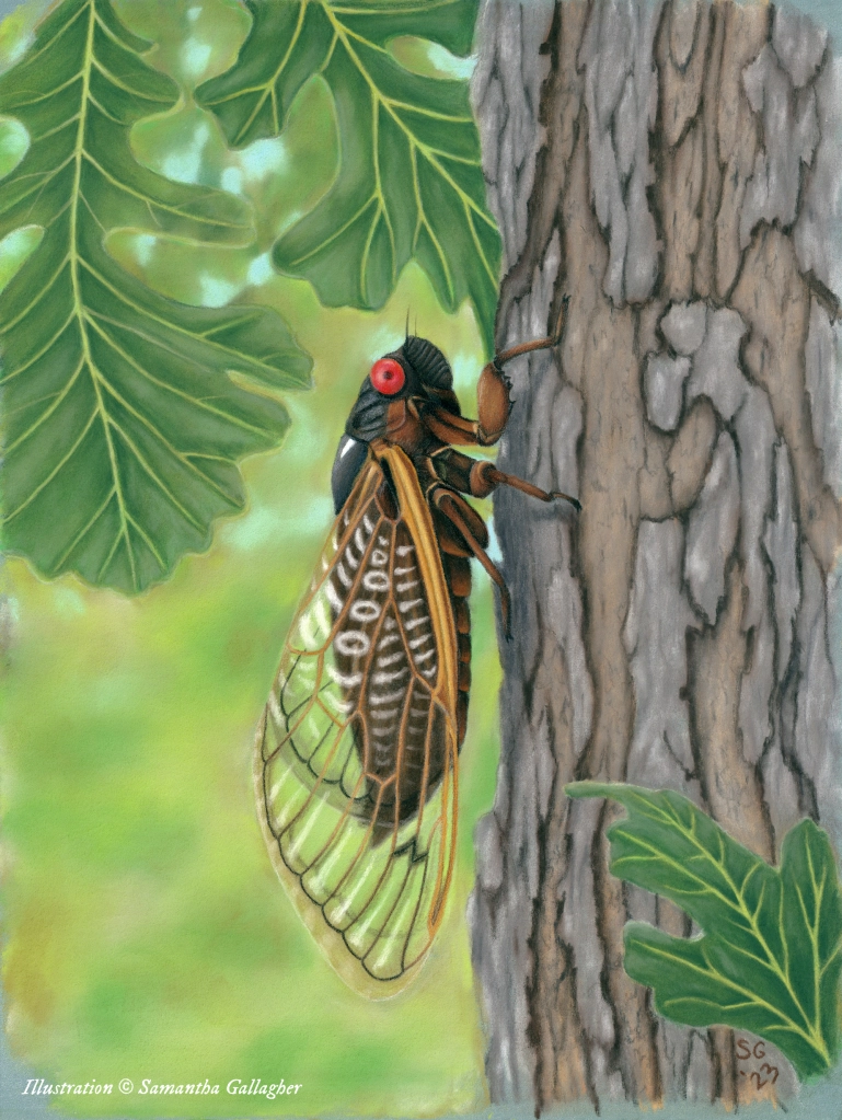 Adult periodical cicadas have dark bodies, red eyes and orange-veined wings. Illustration ©️ Samantha Gallagher.