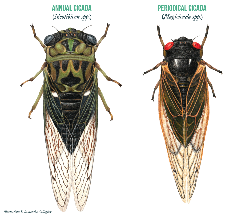 The cicadas heard every summer are annual cicadas (left). Periodical cicadas (right) have iconic, bright red eyes with black pupils. Illustrations ©️ Samantha Gallagher.