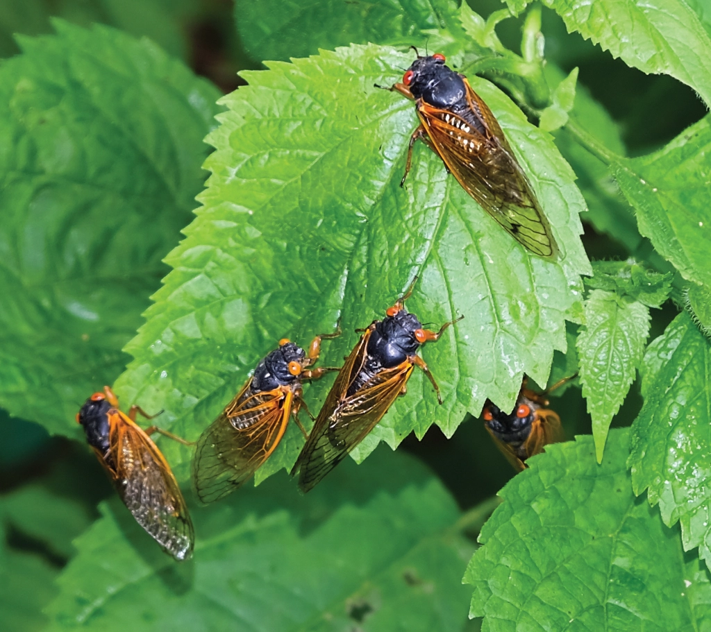 Cicadas climbing up plants will be a common sight this spring and summer. Photo © Dr. Gene Kritsky, Mount St. Joseph University.