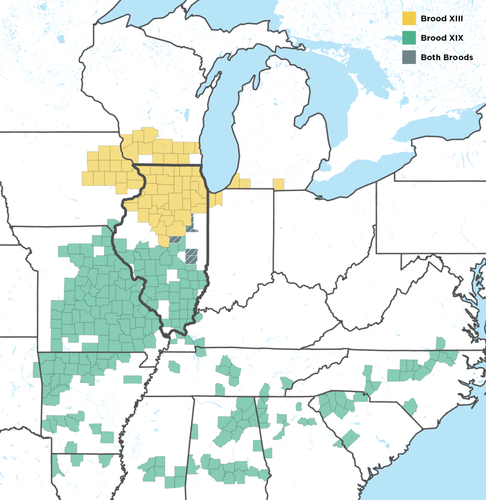 Broods XIII and XIX will potentially overlap in central Illinois. Data © Esri, USGS, ESA.