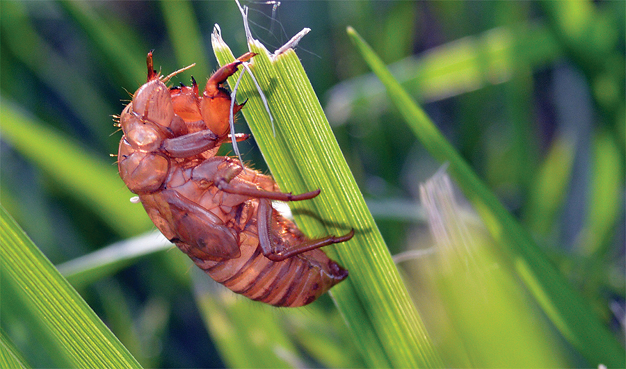 A cicada exoskeleton clings to a blade of grass. Photo © Dr. Gene Kritsky, Mount St. Joseph University.